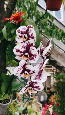 hermosas flores de orquídea manchadas