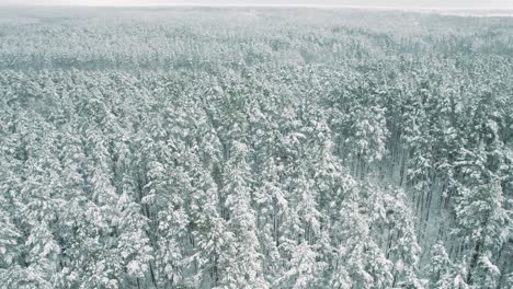aerial view of an expansive forest blanketed in fresh snow, showcasing a serene winter landscape with dense trees and frosty foliage.