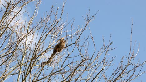 A-Crowned-lemur-moves-delicately-around-the-canopy-of-a-tree-eating-the-tree-buds-while-a-crow-sits-in-the-background-against-a-blue-sky-at-Edinburgh-zoo