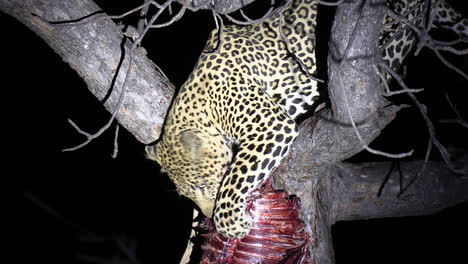 leopardo, iluminado por focos, se alimenta de matar en un árbol por la noche