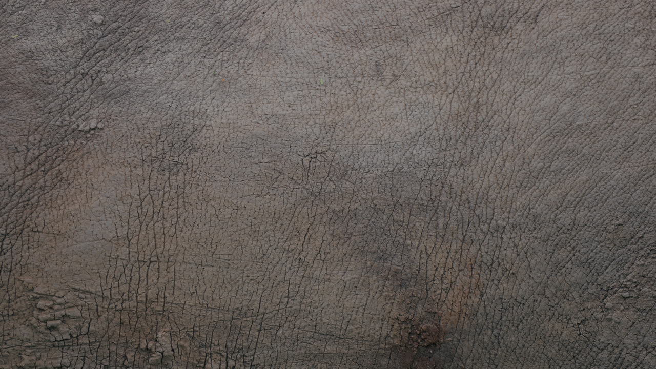 Elephant Skin Texture