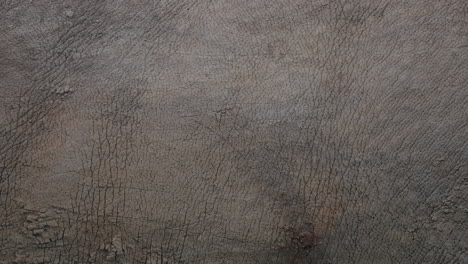 elephant skin texture