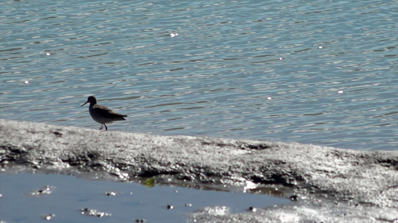 un cazador de ostras camina a lo largo del borde del agua en una marisma del estuario en busca de comida en un caluroso y soleado día de primavera