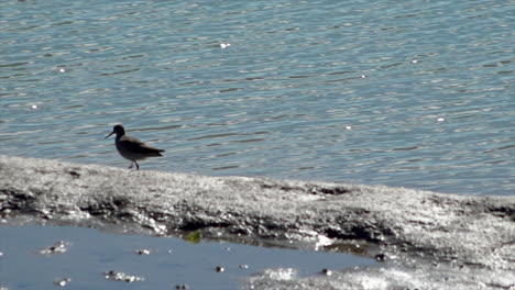 a oyster catcher walks along the water’s edge on an estuary mudflat searching for food on a hot and sunny early spring day