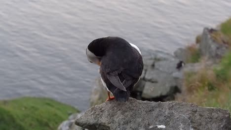 Puffin-cleans-its-feathers-on-a-rock-on-the-island-Runde-in-Norway-with-the-sea-in-the-background