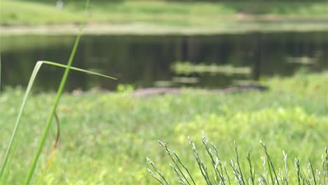 alligator sunning near florida public pond in grass, focus pull