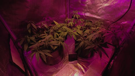 medical cannabis marijuana hemp plant growing under full spectrum led lights in reflective grow tent timelapse inhaling exhaling long exposure