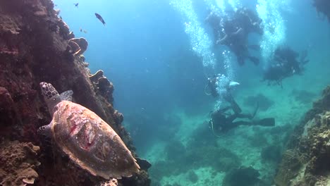 tortuga carey en koh tao-8