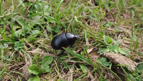 Pequeño-Insecto-Negro-Con-Piel-Suave-Caminando-En-La-Hierba-Verde-Durante-El-Día