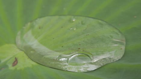 primer plano macro disparo de gota de lluvia ondulante en hoja de loto