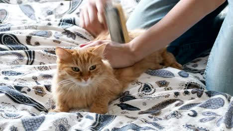 woman combs a cute ginger cat fur. fluffy pet frowning of pleasure