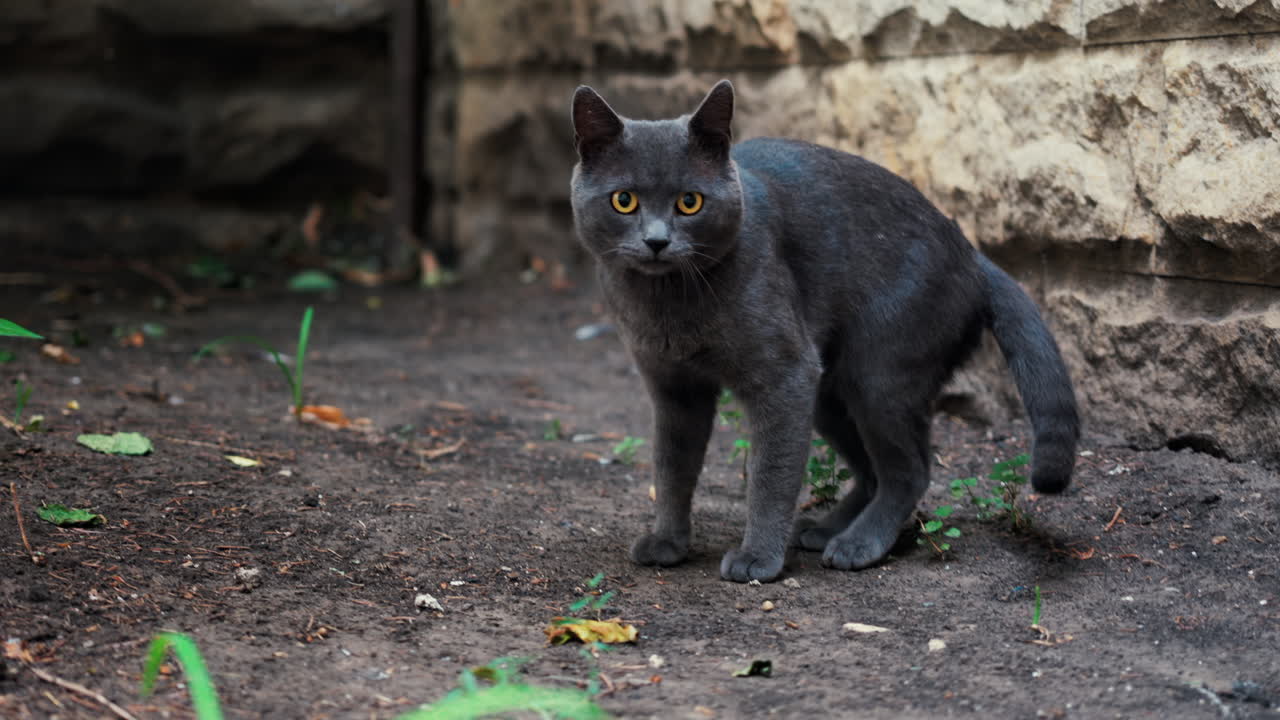 Grey British Shorthair cat standing outdoors in a garden near a stone wall
