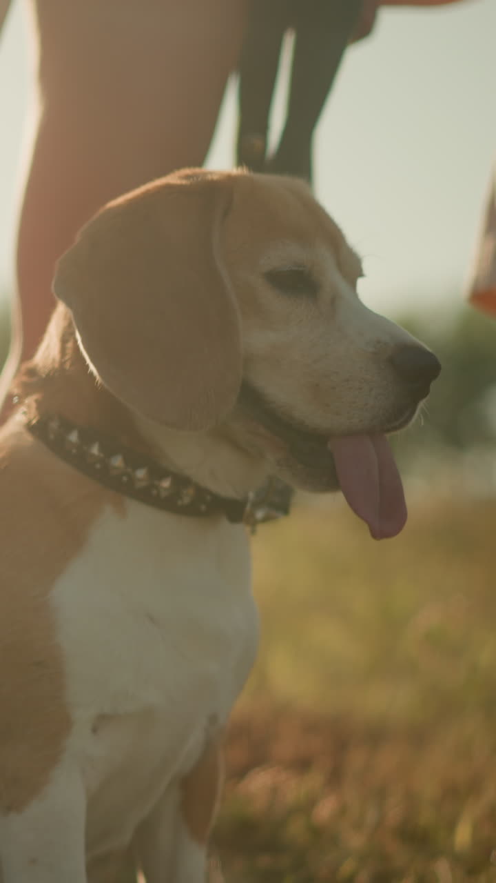 primer plano de beagle de pie al lado del dueño en un campo cubierto de hierba, la luz del sol iluminando la piel, con otra persona de pie cerca, el perro parece tranquilo y relajado, la lengua en la cálida luz del sol de verano