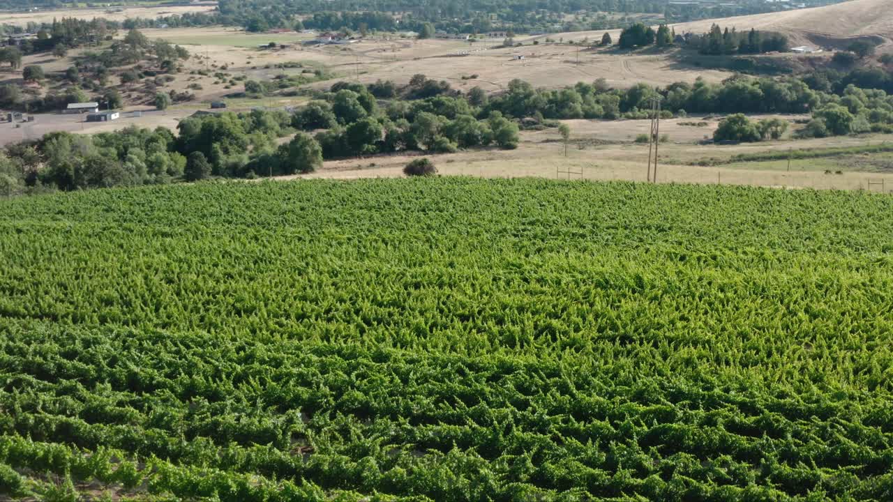 un dron gira sobre un viñedo con vides y hojas de color verde brillante