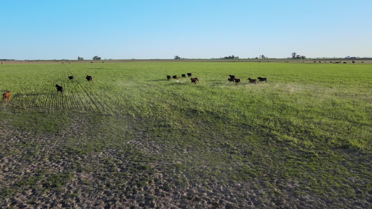 Ripresa aerea in allontanamento di un paesaggio naturale che cattura una mandria di bestiame sano che corre e galoppa liberamente su un campo di erba verde verso l'orizzonte nella Pampa rurale.