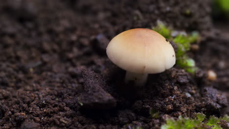 small mushroom growing in dark soil with moss