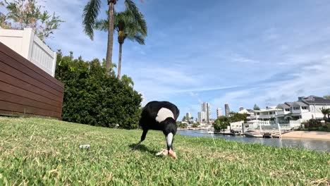 magpie walking, pecking in grassy urban area.