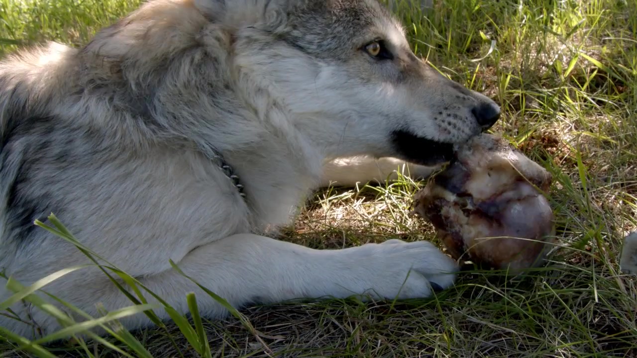 A grey wolf named Koa.