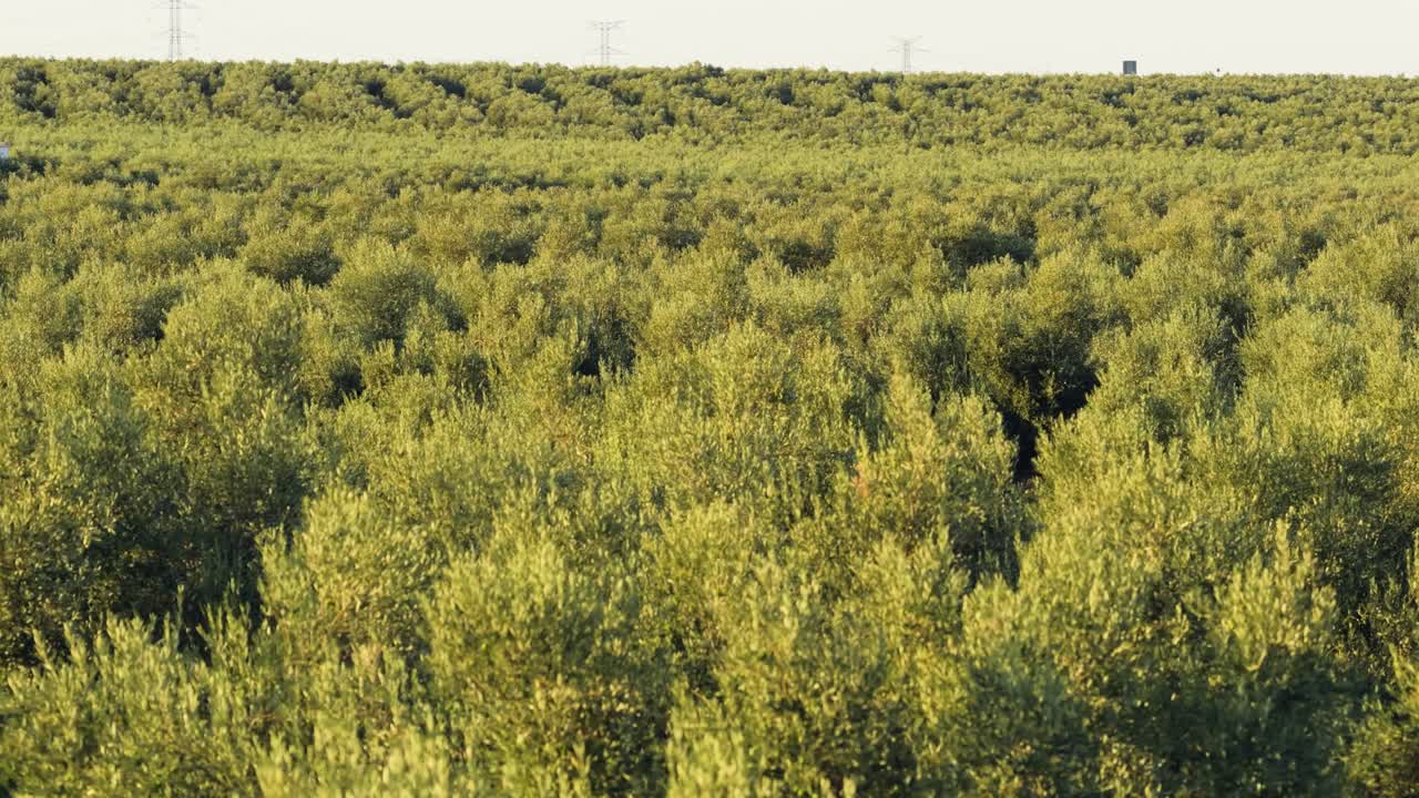 Olive Tree Field