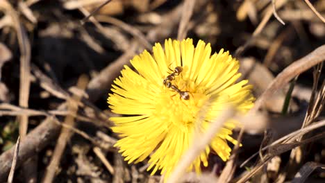 foto macro de dos hormigas trabajando en un diente de león y chupando el néctar de él