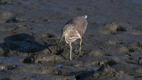 One-of-the-Pond-Herons-found-in-Thailand-which-display-different-plumages-according-to-season