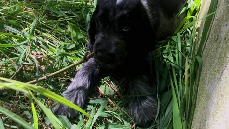 cute spaniel puppy dog in grass chews on green stick, fixed close-up