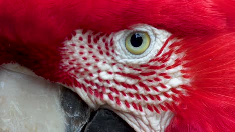 Un-Primerísimo-Plano-De-Un-Ojo-De-Guacamayo-Rojo-Y-Verde-Y-Plumaje-Rojo