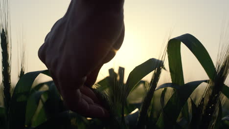 agrarian hand holding wheat spikes at evening close up. farmer checking harvest.