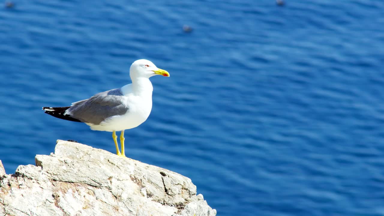 ギリシャ、ハルキディキのエーゲ海を背景に岩に座るカモメ、夏の夕焼け