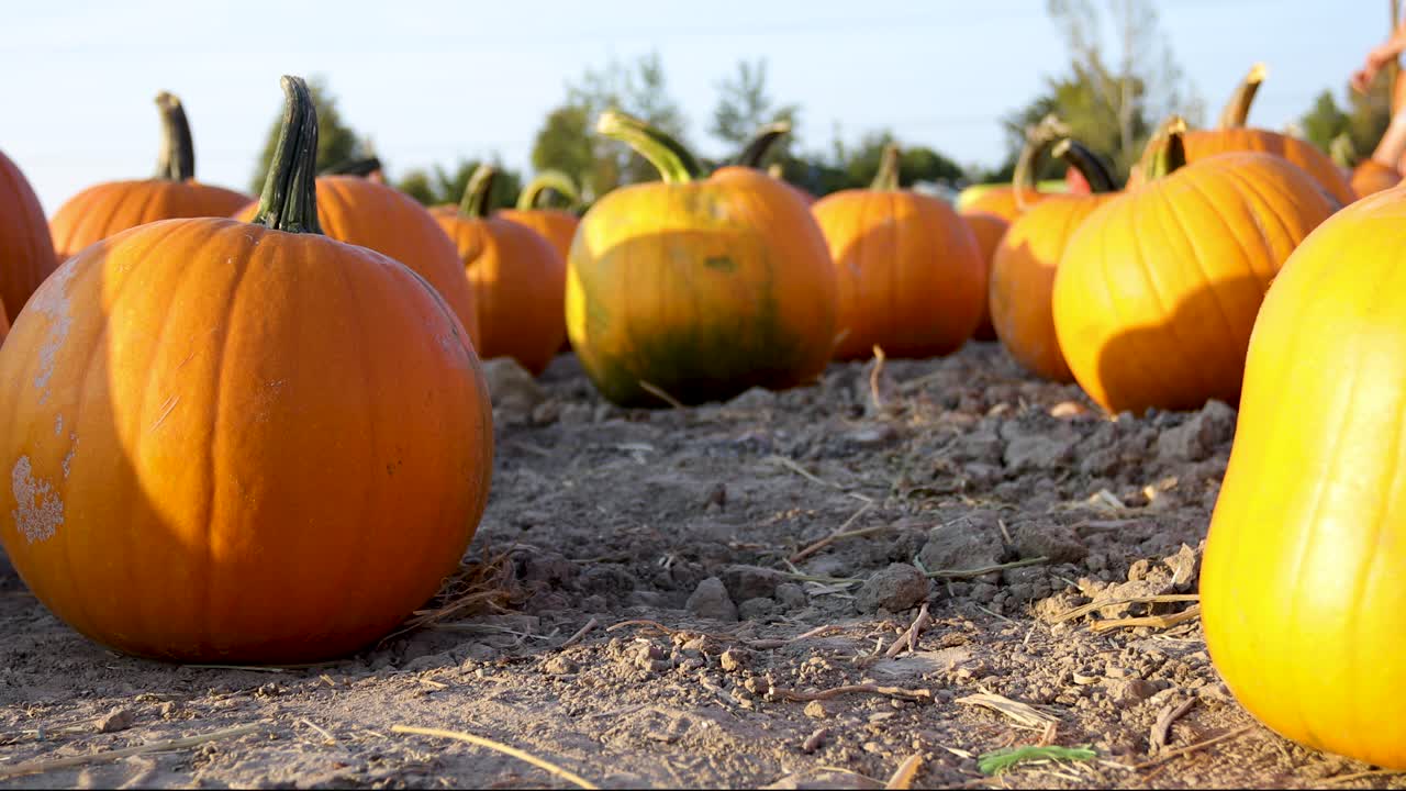 calabazas de halloween - campo agrícola con calabazas naranjas cosechadas en la temporada de otoño