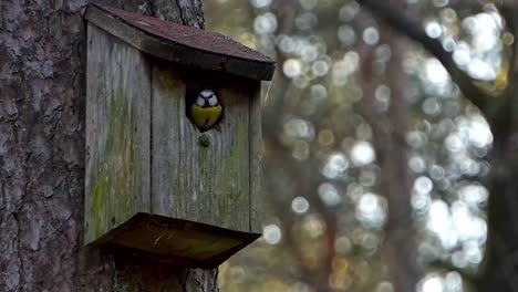 blue tit sits in the opening of a birdhouse looks around and flies away, slow motion 120fps