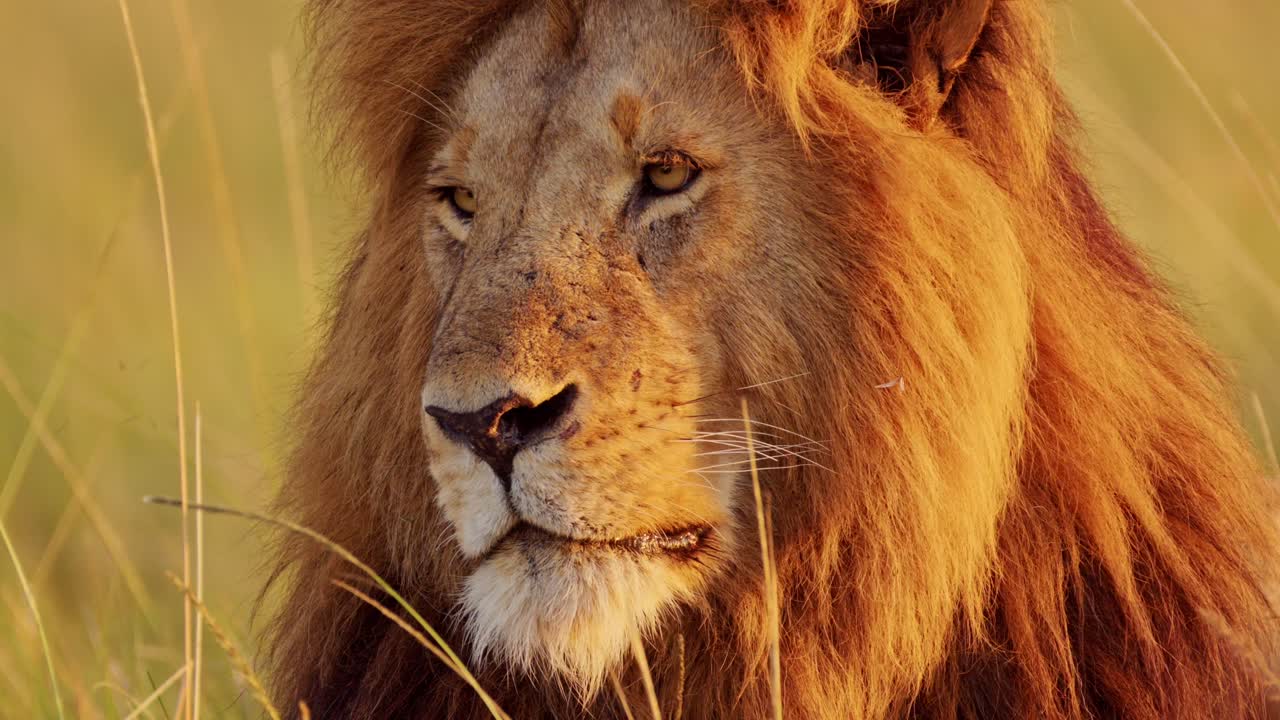 león macho, áfrica animal salvaje en la reserva nacional de maasai mara en kenia en un safari africano, retrato en maasai mara, hermoso retrato con una gran melena en la luz del sol de la mañana al amanecer