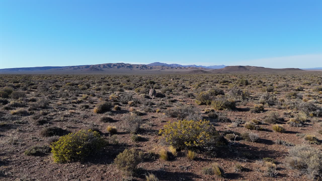 Aerial Patagonian landscape with Rhea, flightless bird native to South America in arid field with mountain background