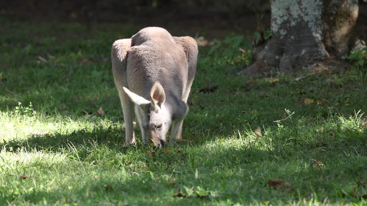 Kangaroo eating grass in a sunlit area