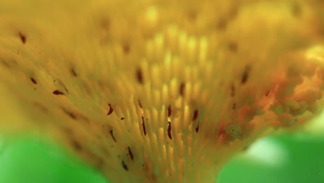 colonia de termitas que se deleitan con el material en descomposición de una flor amarilla