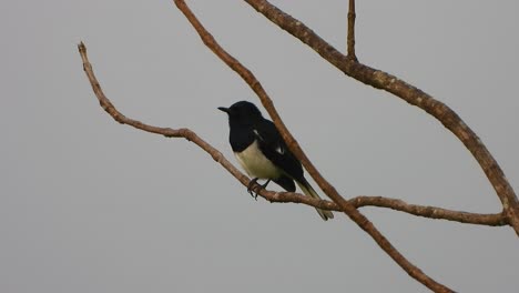 urraca robin en video de árbol