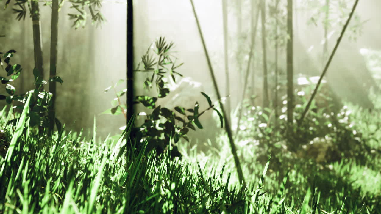 Sunlight filters through trees in lush green forest at dawn