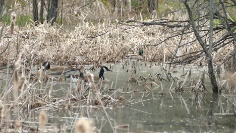 los gansos de canadá, branta canadensis, descansan en una pequeña zona pantanosa rodeada de totora del año pasado, typha angustifolia, durante la primavera