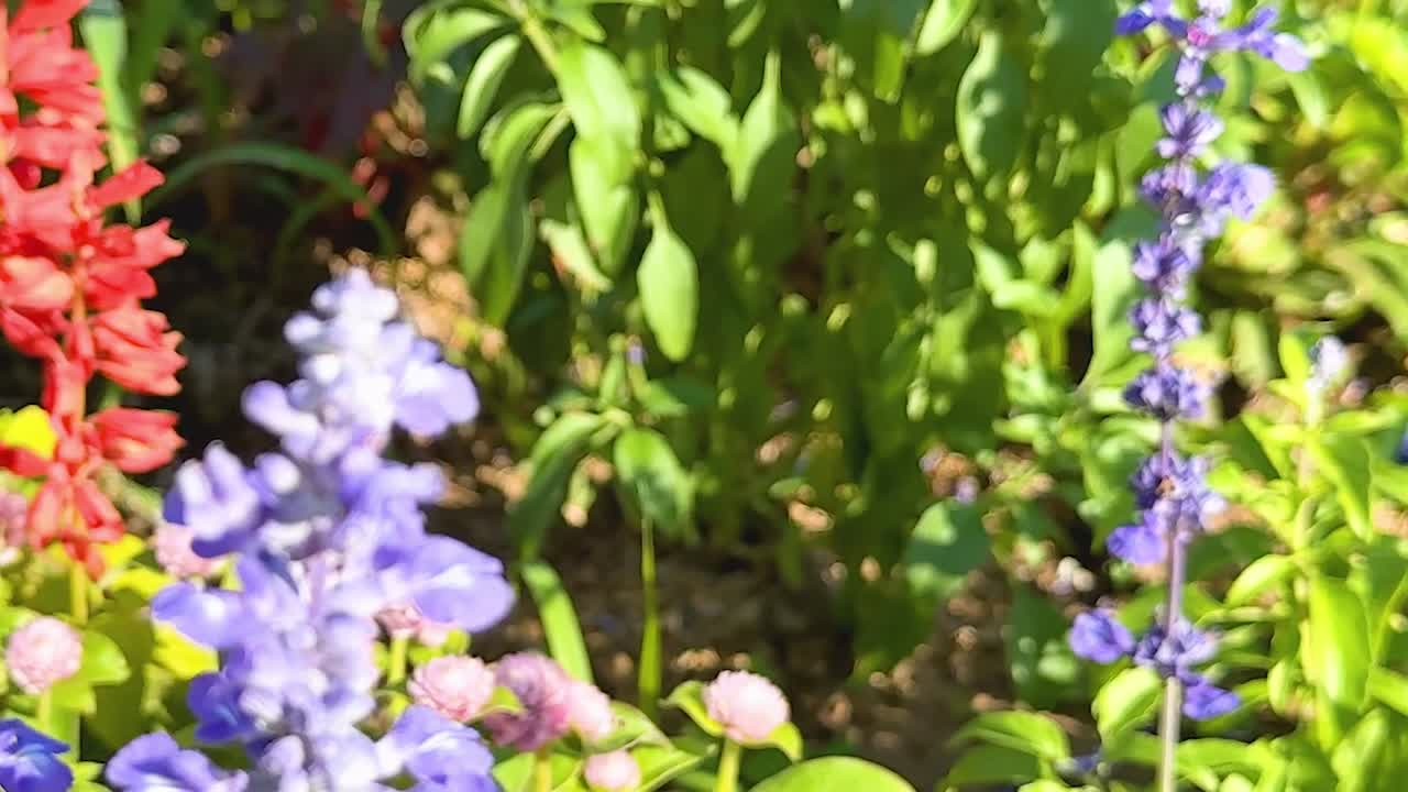 A vibrant display of red, purple, and pink flowers basking in sunlight amidst lush green foliage.
