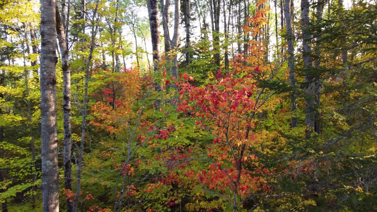 Drone flies between dense tree understory canopy past vibrant green red leaves during autumn