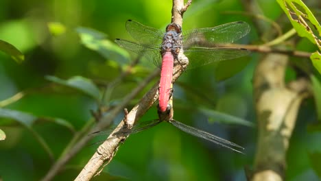 dragonfly mating uhd mp4 4k video ..