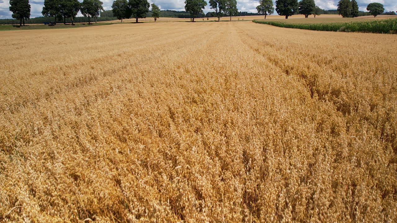 полет беспилотника над полем спелой желтой пшеницы