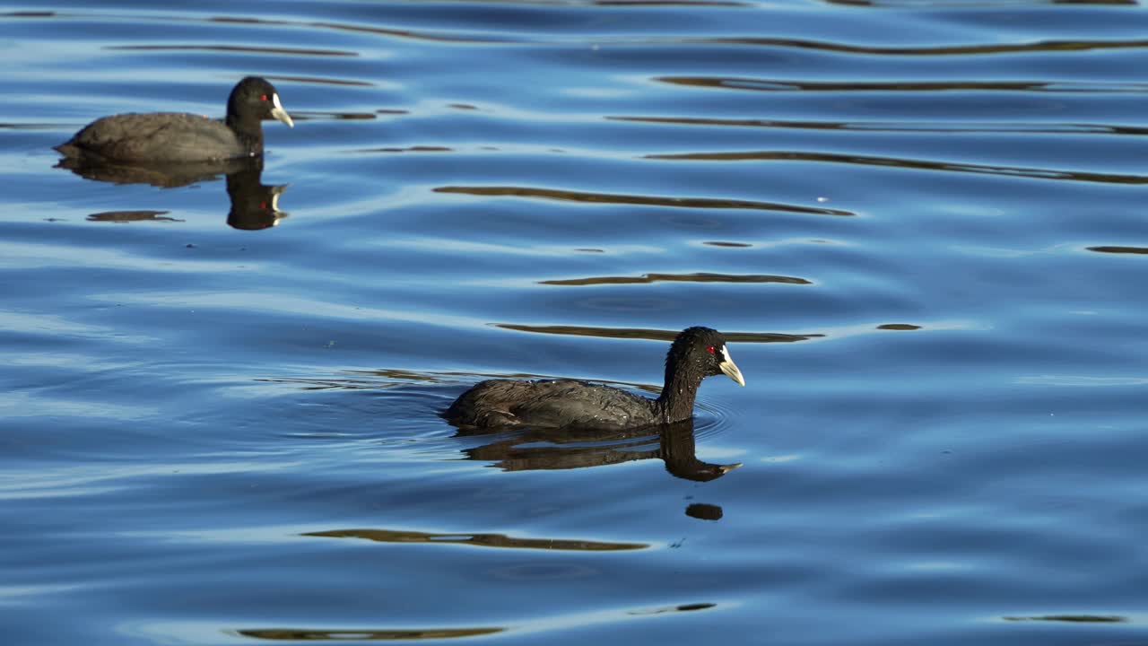 coots salvajes, flotando y nadando en el lago de agua dulce ondulado, mostrando la vibrante belleza de la naturaleza, tiro de cerca