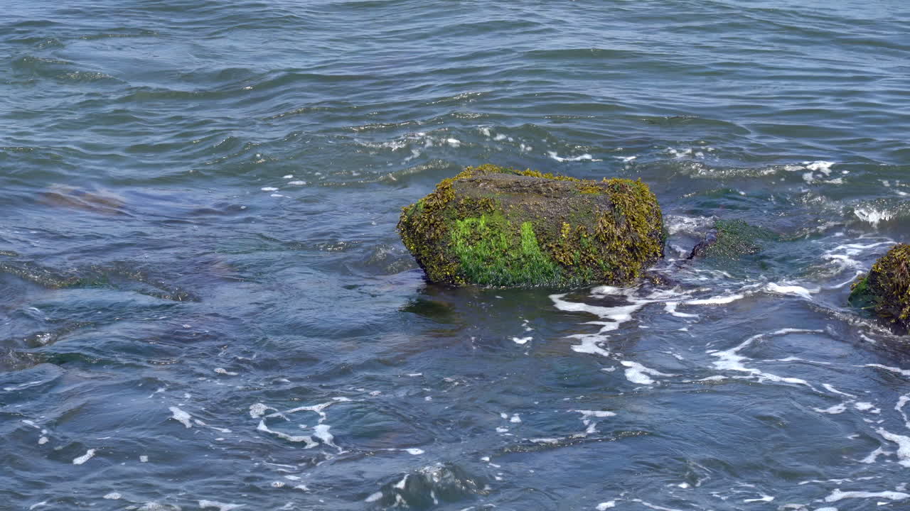해안에서 해초 덮힌 바위 위로 굴러가는 파도