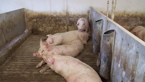 Schweine-Auf-Einer-Modernen-Industriellen-Schweinefarm