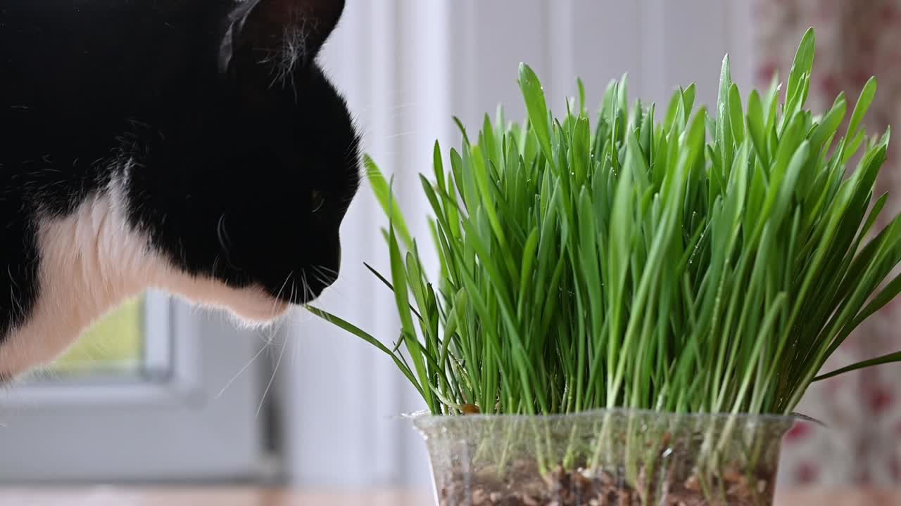 cerca de un hermoso gato blanco y negro comiendo hierba fresca cultivada en casa