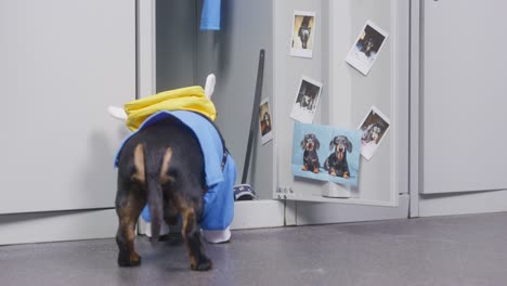 dachshund puppy in uniform and with backpack in the shape of bee behind its back picks at the locker, looking for something, then closes its door and leaves
