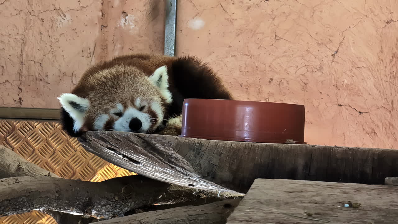 el panda rojo, ailurus fulgens, o panda menor durmiendo en su corral