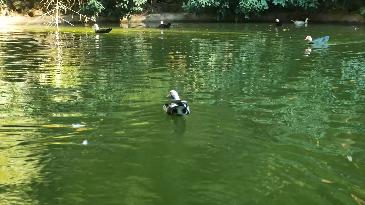 Footage from a wild duck