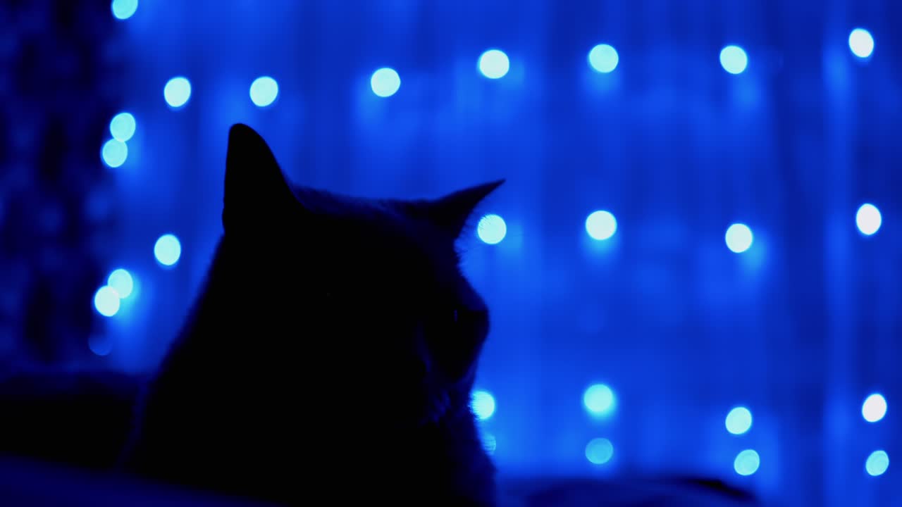 크리스마스 꽃받침의 반이는 네온 불빛의 배경에 고양이의 실루